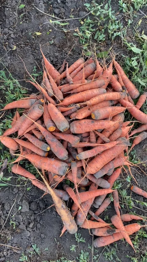 Top View of Adding Carrots to a Pile Stock Footage 317847498