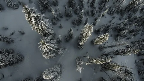 Top view aerial of conifer forest in snowy landscape during sunny day in Montana Stock Footage 124215014