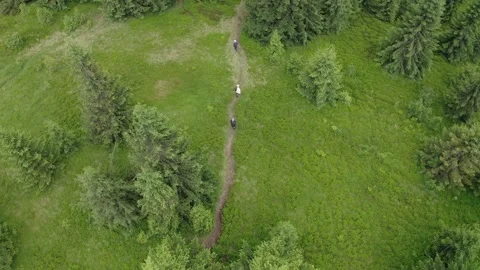 Top view aerial drone flight over people walking along a forest path. Stock Footage 147074643
