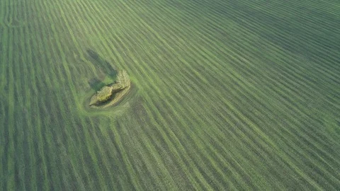 Top view aerial fly over a mowed field with little forst island Stock Footage 115910981