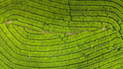 Top view aerial view from flying drone of a tea plantation Stock Footage 300280433