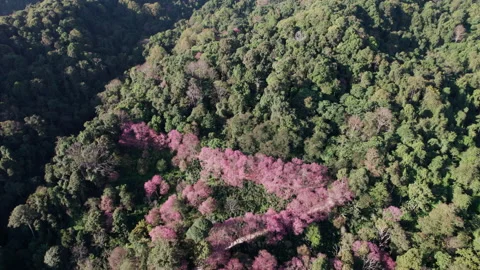 Top view Aerial view of pink cherry blossom trees on mountains. Stock Footage 232744586