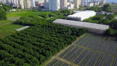 Top view of agricultural fields with green plants in city. Clip. Plots of Stock Footage 115984865