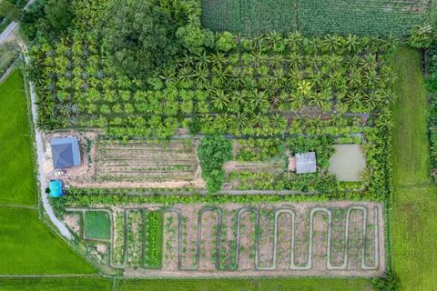 Top view of agroforestry row of mixed plant and fruit plantation in cultivate Stock Photos