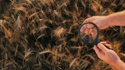 Top view: An agronomist studies wheat spikes through a magnifying glass Stockbeeldmateriaal 136722418