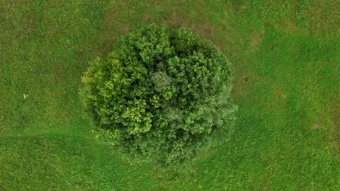 Top view alone tree on the green field. Video stock 231781938