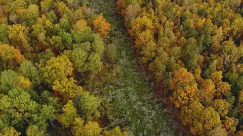Top view along the forest path between the picturesque deciduous trees Vidéo 129798594