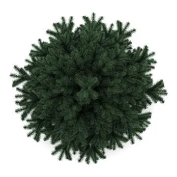 Top view of alpine fir tree isolated on white background Stock Illustration