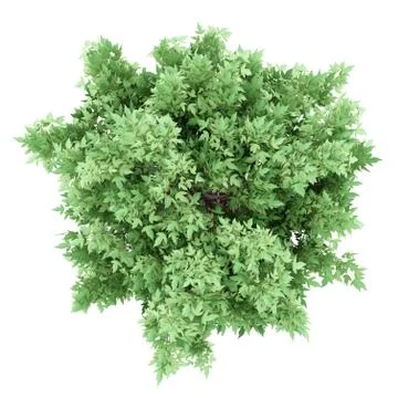 Top view of amur maple tree isolated on white background. 3d illustration Illustrazione stock