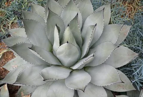 The top view and beautiful pattern of the Parry Agave cactus plant Stock Photos