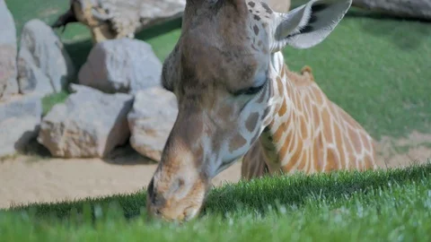 Top view and close up of head of adult giraffe eating grass and rocks Stock Footage 125799088
