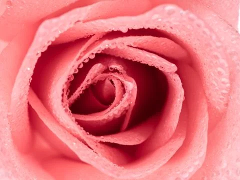 Top view and close-up image of beautiful pink rose flower with droplet. Valen Stock Photos