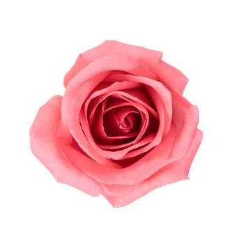 Top view and isolate image of beautiful pink rose flower. Valentine day, love Stock Photos