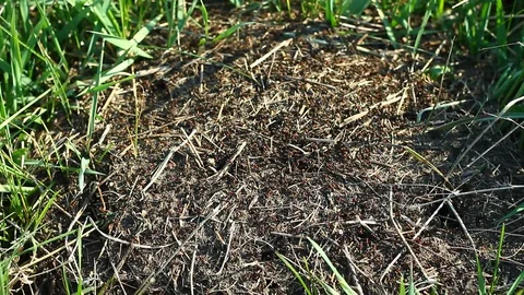 Top view of the anthill close-up. Stock Footage 127704681