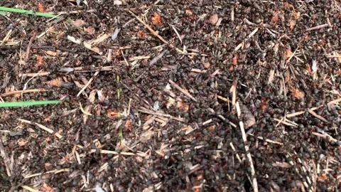 Top view of an anthill, large forest ants close-up, forest anthill Stock Footage 196882577