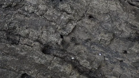 Top view ants walking on the dry tree. Stock Footage 86342134