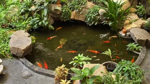 Top view from apartment building. Ground floor plants, pond with fish swimming Stock Footage 247873099