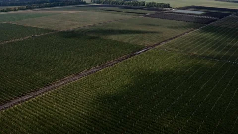 Top view of apple fruit garden with even rows. Bird's eye view. Cinematic drone Stock Footage 233604018