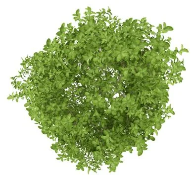 Top view of apple tree isolated on white background. 3d illustration Stock Illustration