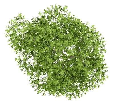 Top view of apple tree isolated on white background. 3d illustration Illustrazione stock