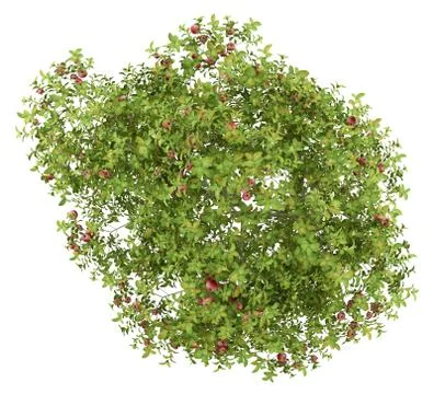 Top view of apple tree with red apples isolated on white background. 3d illus Illustrazione stock