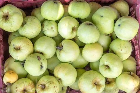 Top view of apples collected in a plastic box. Stock-Fotos