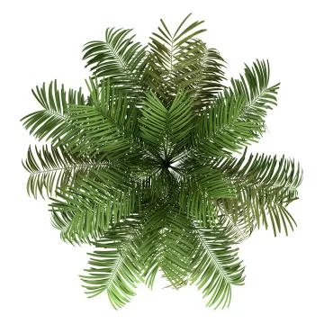 Top view of areca palm tree isolated on white background Stock Illustration