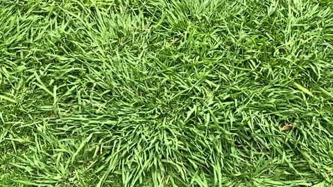 Top view of artificial healthy grass field or lawn texture before cutting Stock Footage 139054528