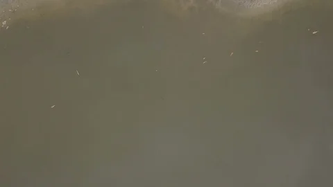 Top view of asian buffalos standing in the beach Stock Footage 113729396