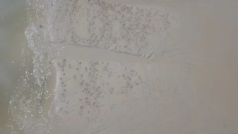 Top view of asian buffalos walking in the beach Video stock 113729228