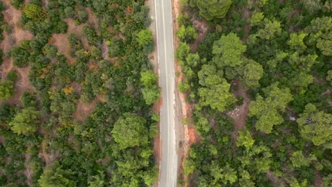 Top view of asphalt road passing through dense green forest Stock Footage 321138493