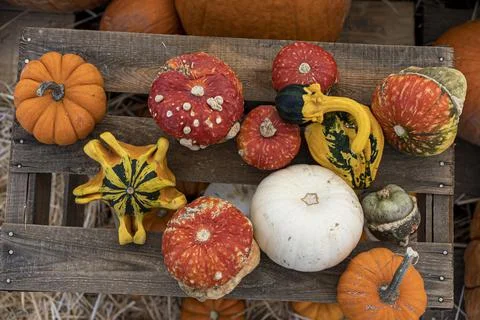 Top View of Assorted Colorful Pumpkins on Display for Sale Stock Photos