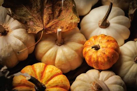 Top view of assorted mini pumpkins with fall leaves Stock Photos