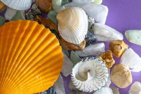 Top view of assorted seashells and stones on a vibrant purple background. Stock Photos