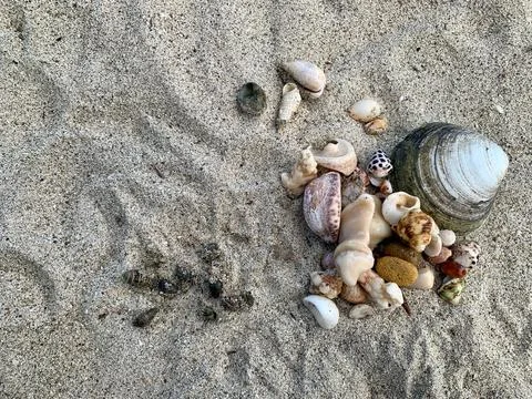 Top View of Assorted Seashells on Sandy Beach at Tanjung Lesung Stock-Fotos