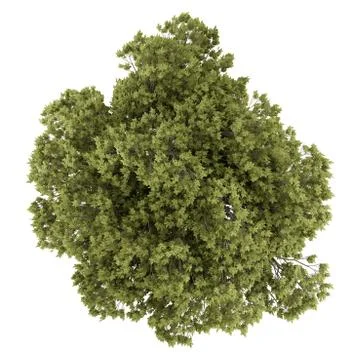 Top view of austrian oak tree isolated on white background. 3d illustration Illustrazione stock