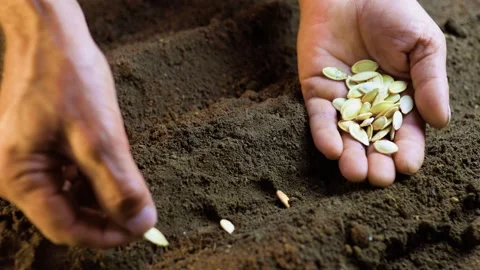 Top view of authentic hands holding a seed and plating it in the soil. Stock Footage 267065056