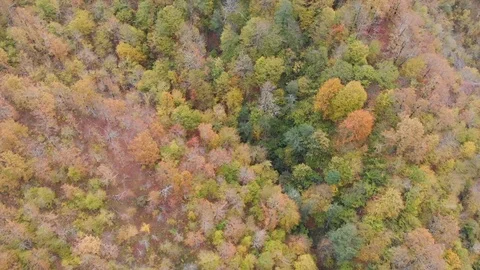 Top view of autumn colored forest in the mountains Stock Footage 119909451