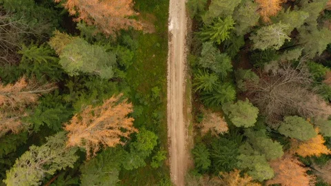 Top view of autumn conifer forest with a road 動画素材 128655877