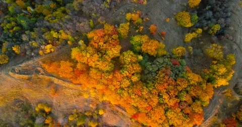 Top view of the autumn deciduous forest at sunset. Oak grove at autumn. Video stock 139370421
