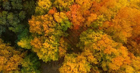 Top view of the autumn deciduous forest at sunset. Oak grove at autumn. Video stock 139494524