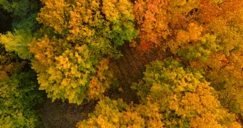 Top view of the autumn deciduous forest at sunset. Oak grove at autumn. Stock Footage 139494558