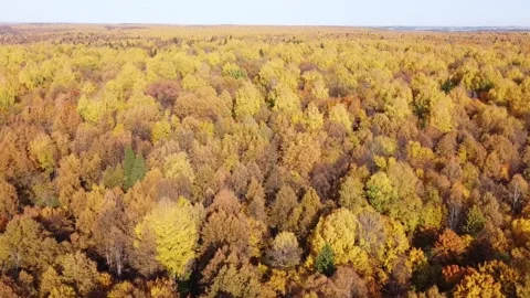 Top view of the autumn forest in bright sunny weather Stock Footage 140163464