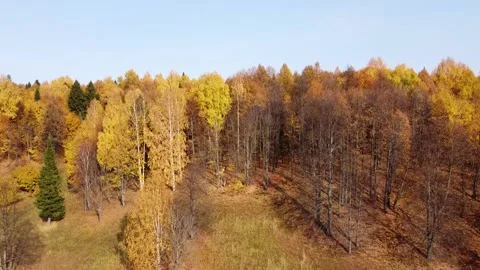 Top view of the autumn forest in bright sunny weather Stock Footage 140163646