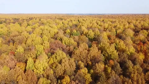 Top view of the autumn forest in bright sunny weather Stock Footage 140163763