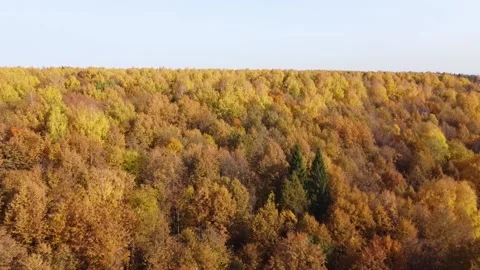 Top view of the autumn forest in bright sunny weather Stock Footage 140163832