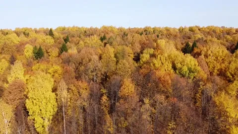 Top view of the autumn forest in bright sunny weather Stock Footage 140164285