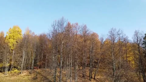 Top view of the autumn forest in bright sunny weather Stock-Footage 140164472