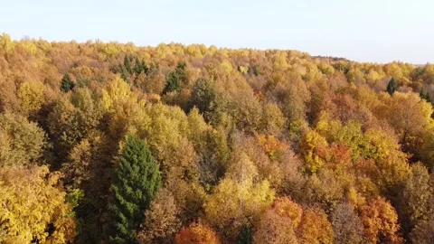 Top view of the autumn forest in bright sunny weather Stock-Footage 140164798