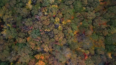 Top View autumn in the forest the drone moves down Canada Nova Scotia. Video stock 254595902